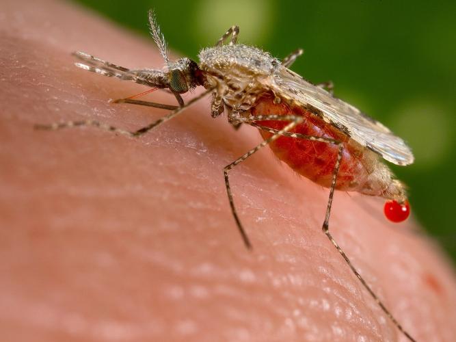 Female Anopheles mosquito