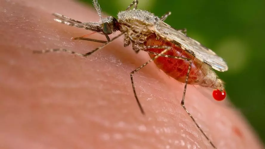 Female Anopheles mosquito