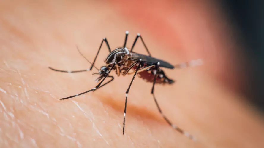 a close-up photo of a mosquito on human skin.
