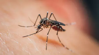 a close-up photo of a mosquito on human skin.