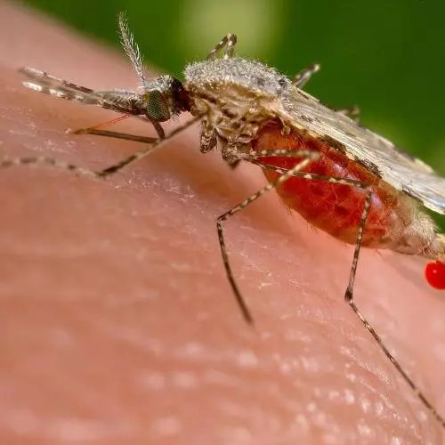 Female Anopheles mosquito