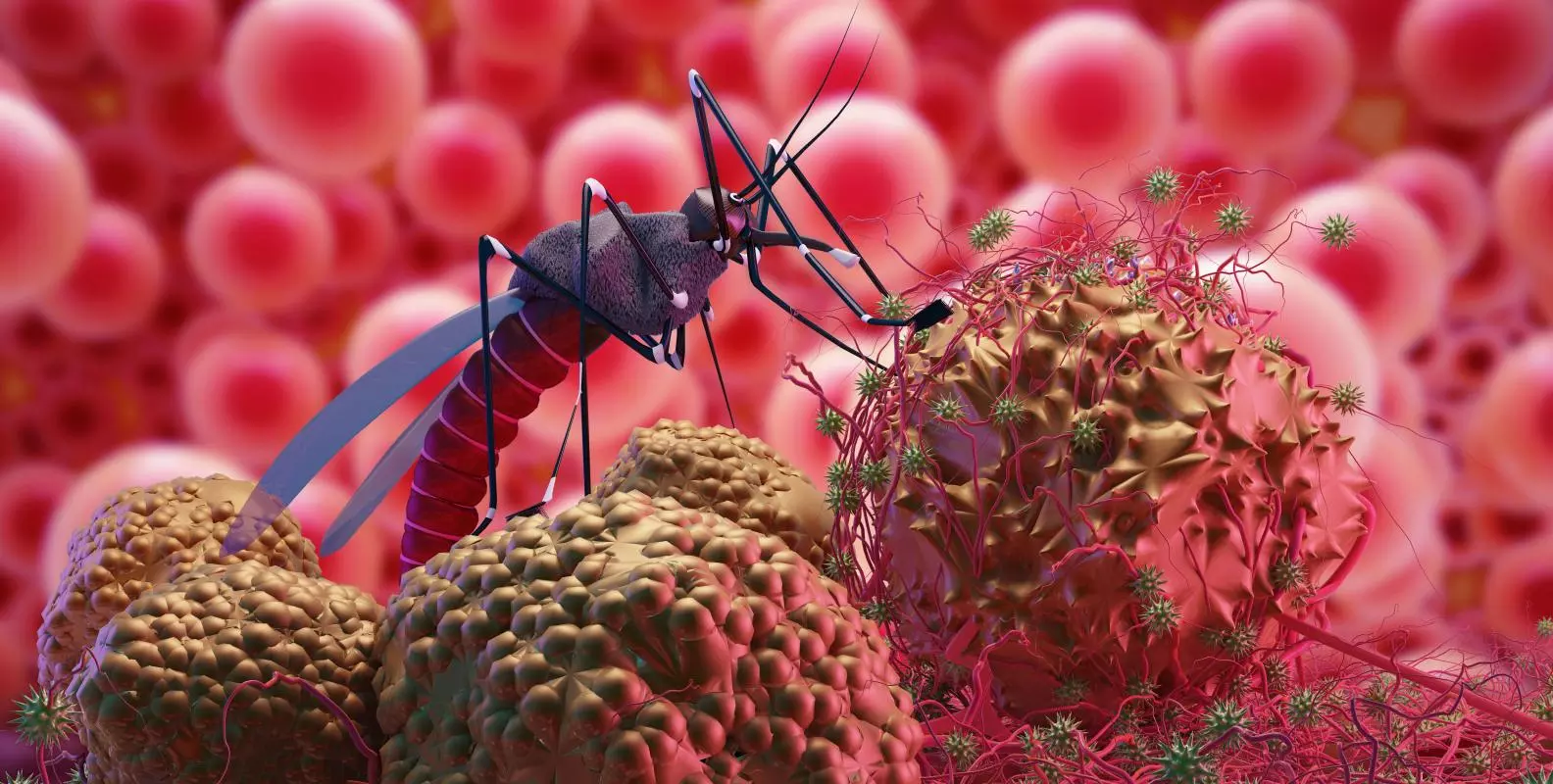 Mosquito with a malaria parasite illustration